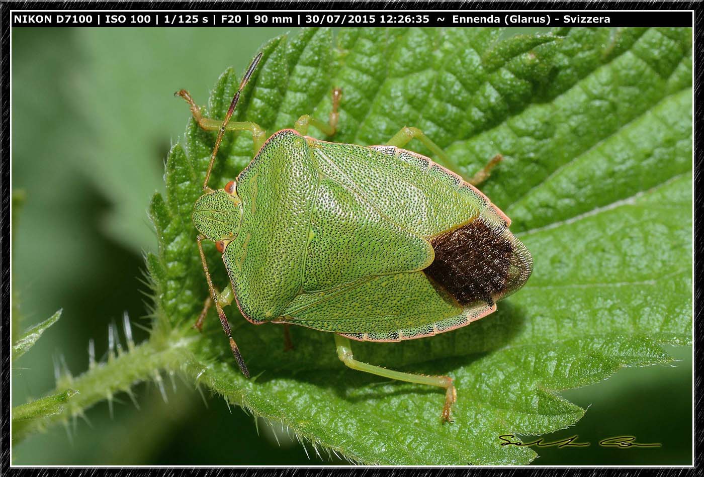Adulti di Palomena sp.?
